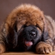 Sizes of the Tibetan Mastiff by month: weight and height