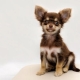 Variety of nicknames for small dogs