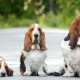 Variety of dog breeds with long ears
