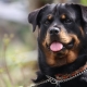 Rottweiler: breed characteristics and keeping rules