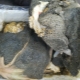 Tripe for dogs: what is it, how to prepare it and how much to give?