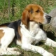Russian hound dog: description and rules of content