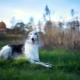 Russian hound sighthound: characteristics, temperament, basics of care