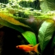 Duckweed in an aquarium: description, benefits and harms