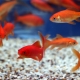 Comet fish: species and content in the aquarium