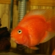 Parrot fish: varieties and secrets of content