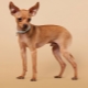 Red toy terriers: description, pros and cons, rules of maintenance