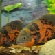 Who do cichlids live with in an aquarium?