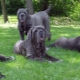 The largest dogs in the world