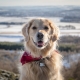 The kindest dog breeds and features of their upbringing