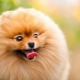 The most beautiful dog breeds