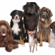 The most powerful dogs in the world: an overview and tips for choosing