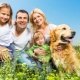 The calmest dog breeds and rules for keeping them