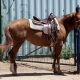 Horse saddle: how to choose and wear?