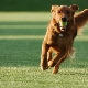 Secrets of teaching a dog to command Aport