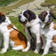 Saint Bernard: description, features of character and content