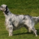 Setter: breed varieties, colors and content