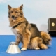 Shalaika: description of the breed, character of dogs and their content