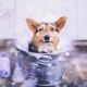 Shampoo for dogs: varieties and characteristics