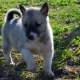 Laika puppies in 1-2 months: characteristics, nutrition, walks and training