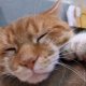 Six-toed cats: origin and characteristics