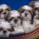Shih Tzu: breed description, character, feeding and care