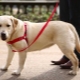Harnesses for dogs: description of the species, how to select the size and train the dog?