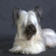 Sky terrier: description, character, feeding and care