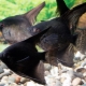 Black scalar: what do fish look like and how to care for them?