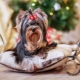 How many years do Yorkshire terriers live and what does it depend on?