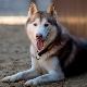 How many years do dogs live and what does it depend on?