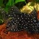 How long do aquarium catfish live and why does it depend?