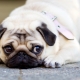 How long do pugs live and what does it depend on?