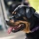 How long do Rottweilers live and what does it depend on?