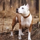 How long do Staffordshire Terriers live and what does it depend on?