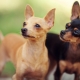 How long do toy terriers live and what does it depend on?