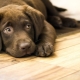 The dog whines: what are the reasons and what to do?