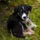 Complex nicknames for dogs from two or more words