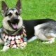 Service dogs: description, breeds and content