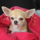 Long-lived dogs: which breeds live the longest?