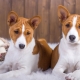 Dogs that do not shed: the best breeds and the nuances of caring for them