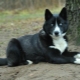 Mestizo dogs: description and content