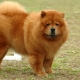Dogs that look like bears