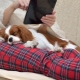 Medium-sized dogs for an apartment: the best breeds and rules for keeping