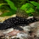 Keeping and caring for aquarium catfish