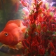 Maintenance and care of parrot fish