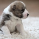 Maintenance and upbringing of Alabai puppies at 2 months