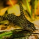 The upside-down catfish: maintenance and care, compatibility with other fish