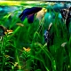 Compatibility of scalars with other fish