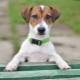 List of nicknames for Jack Russell Terrier